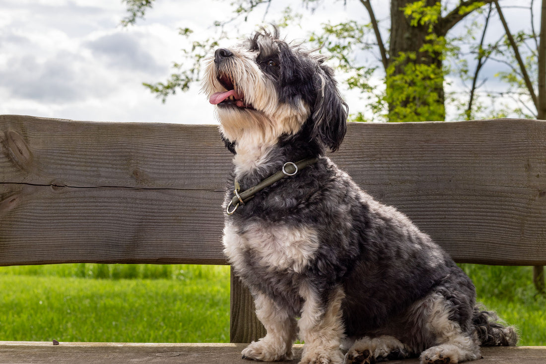 Leather collar round