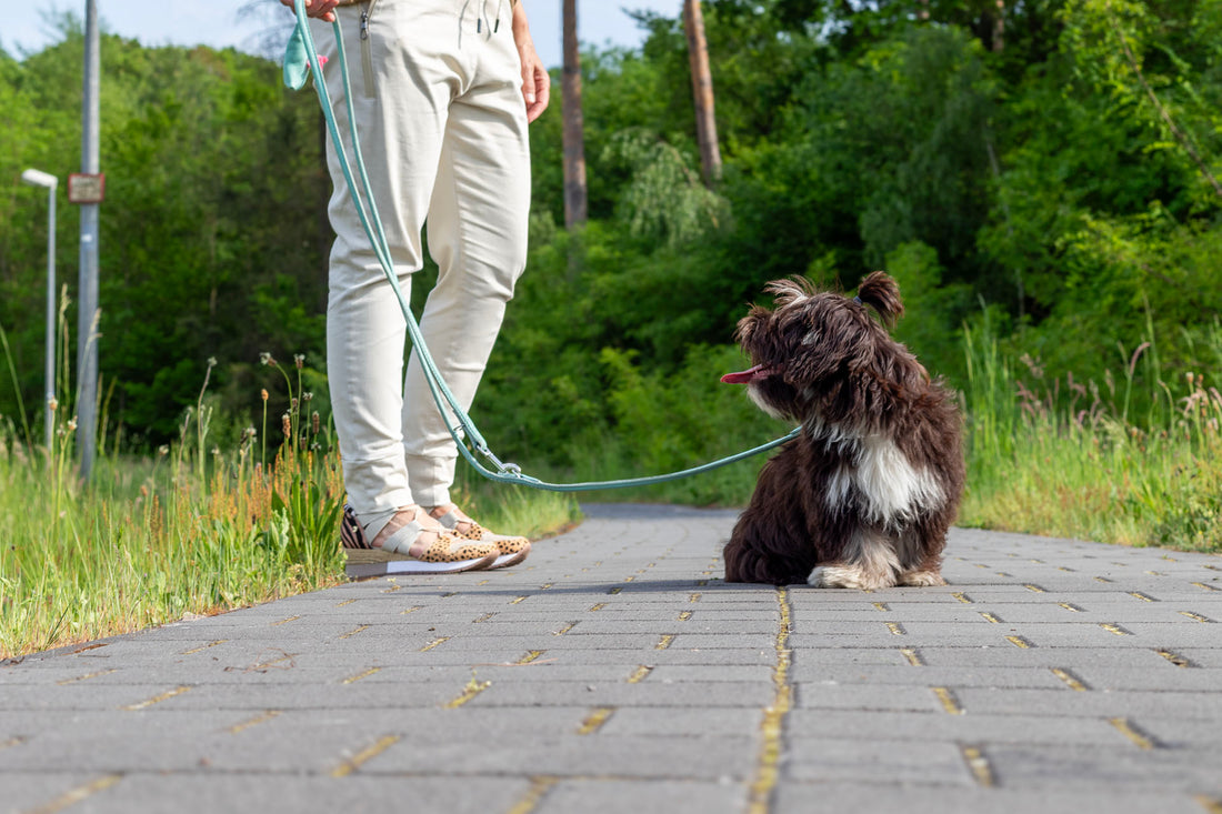 Leather leash round